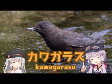 ゆかりとあかりの生き物帳【カワガラス】