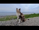 【猫島】防波堤で座っていたら三毛猫ちゃんが隣に座ってきた件【尊すぎる】