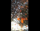 花と夢 short