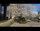 札幌市教育文化会館にて鑑賞した満開の桜 - 2026年4月25日 (Full HD)