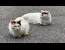 夕暮れの神社の境内でくつろぐ猫さん