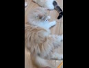 モフ猫さんとトンボのおもちゃで遊ぶ
