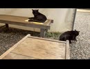 少しだけ足の上に乗りにきた黒猫のマコちゃん□‍⬛