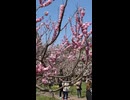 円山公園にて梅と桜の花を鑑賞 in 札幌 - 2026年4月26日 (Short video)