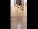 【密着】オカメインコの命がけ？爆走ランニング24時
