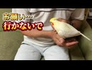 【尊い】お願い…行かないで‼️毎朝全力で出勤を邪魔してくるオカメインコ