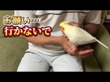【尊い】お願い…行かないで‼️毎朝全力で出勤を邪魔してくるオカメインコ