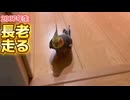 【感動】2007年生まれのナイスミドル。オカメインコモモヒキ隊長老ななの健脚