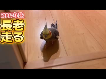 【感動】2007年生まれのナイスミドル。オカメインコモモヒキ隊長老ななの健脚