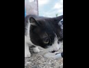 髭のハチワレ猫ちゃんにもちゅーるをやってきた