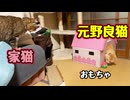 おもちゃにハマる【元野良猫】 【野良猫】