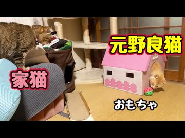 おもちゃにハマる【元野良猫】 【野良猫】