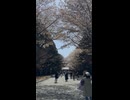 北海道神宮の表参道における桜 - 2026年4月26日 (Short video)