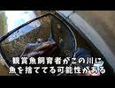 琵琶湖で南米産の熱帯魚捕まえたんだけど…？？？