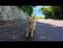 山道で話しかけまくってくる猫ちゃんにちゅ～るをあげてみた結果ｗ