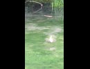 ゆっくり鯉2匹のショート動画2026 6 23