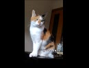 ショート 面倒くさい猫