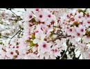 【歌ってみた】甲賀忍法帖/陰陽座【歌みた】
