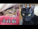 キジトラ姐さんとくろさんの関係は3年前から変わらない