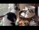 圧動画