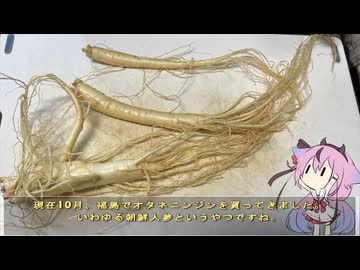 珍食材が食べたい！#235 オタネニンジン