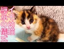 よちよち幼猫姉妹、伝統を受け継ぐ儀式