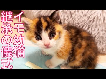 よちよち幼猫姉妹、伝統を受け継ぐ儀式