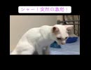 ウチューネコ、突然の激怒！
