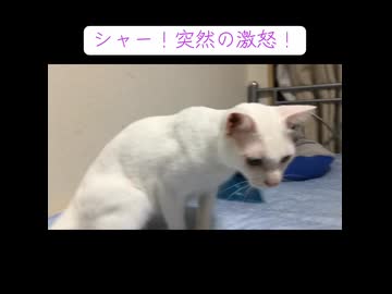 ウチューネコ、突然の激怒！