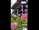 【お写んぽ！！】善峯寺の紫陽花！