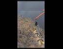 【#contractorsshowdown 】VRバトロワがPUBGすぎて感動する【しゅたぽ日記 】