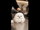 モフモフちゃんのブラッシングASMR