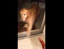 ホモと見るドアガラスにぶつかったことがある犬