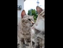 これが猫島の日常…？路上でゴロゴロする猫たちに癒される