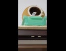 巣の中にいる十姉妹　ショート動画2026 6 24