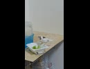 豆苗喰らう十姉妹のショート動画　2026 6 24