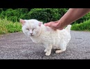 逃げる白猫たちの中で…この子だけは今日も会いに来てくれた