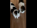 ワールドニャンカップ