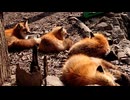 迫真バイク部　動画供養の裏技