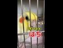 【オカメ密着24時】絶叫！声が裏返るハチヲの朝の挨拶