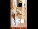 【行進24時】訓練されてないけどオカメインコ、モモヒキ隊の隊列が可愛すぎｗ