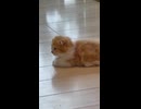 床でくつろぐ子猫