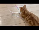 おもちゃに戯れる短足の猫さん