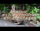 【衝撃の速さ】東京の森で捉えた野生のニホンノウサギの躍動【貴重映像】