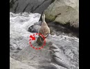 ヒナが穴に落ちた！自力で脱出できるのか【カルガモ親子】