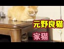 なんの遊び？【元野良猫】 【野良猫】