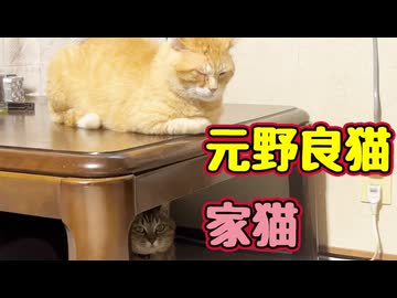 なんの遊び？【元野良猫】 【野良猫】