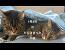 【ずず】キジトラ1号2号のだらけきった午後【かや】