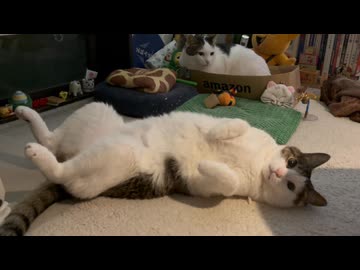 へそ天の見返り