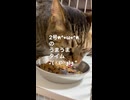 キジトラ1号2号のうまうまタイム♪( ◜௰◝و(و "